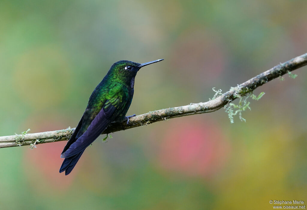 Héliange tourmaline