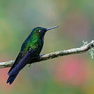 Héliange tourmaline