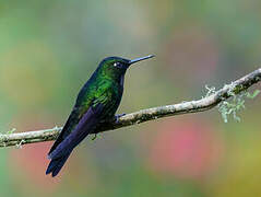 Tourmaline Sunangel