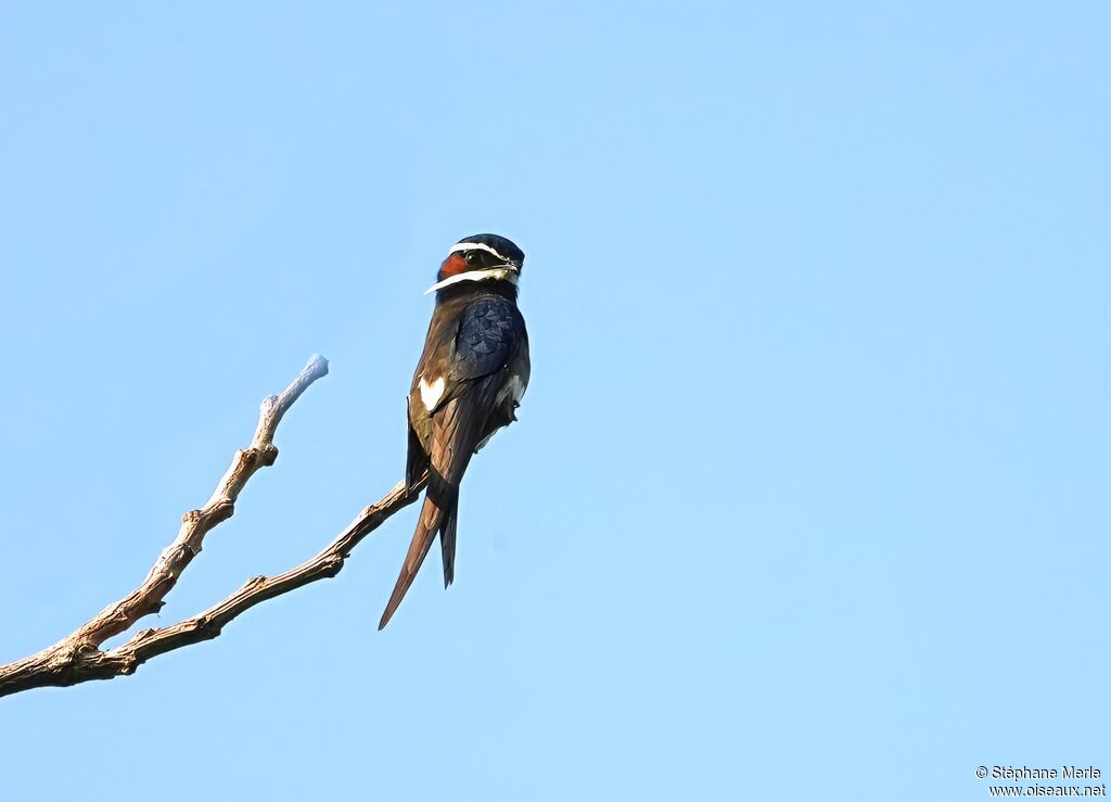 Hémiprocné coiffé