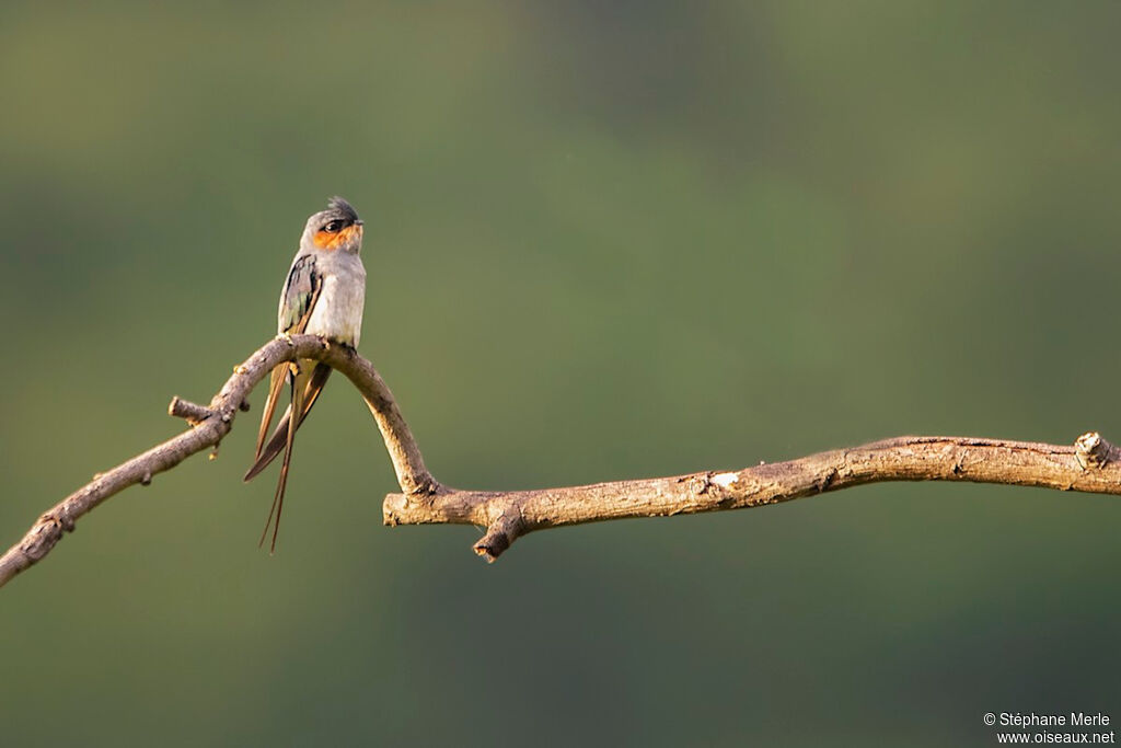 Crested Treeswift male adult