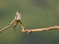 Crested Treeswift