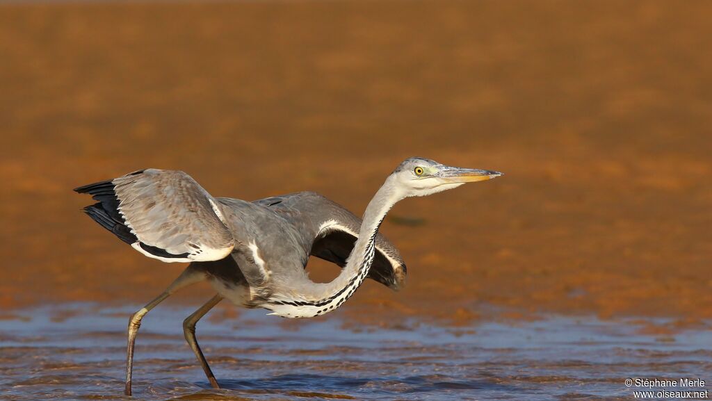 Grey Heronadult