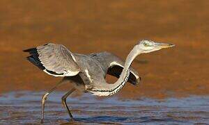 Grey Heron