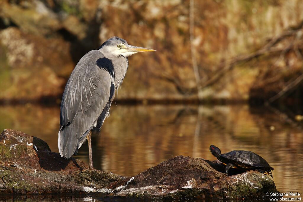 Grey Heron