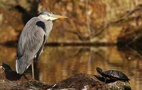 Grey Heron