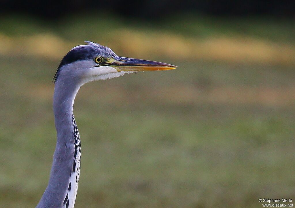 Grey Heron