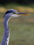 Grey Heron