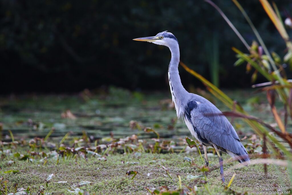 Grey Heron