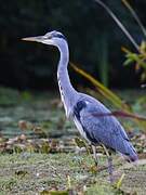 Grey Heron