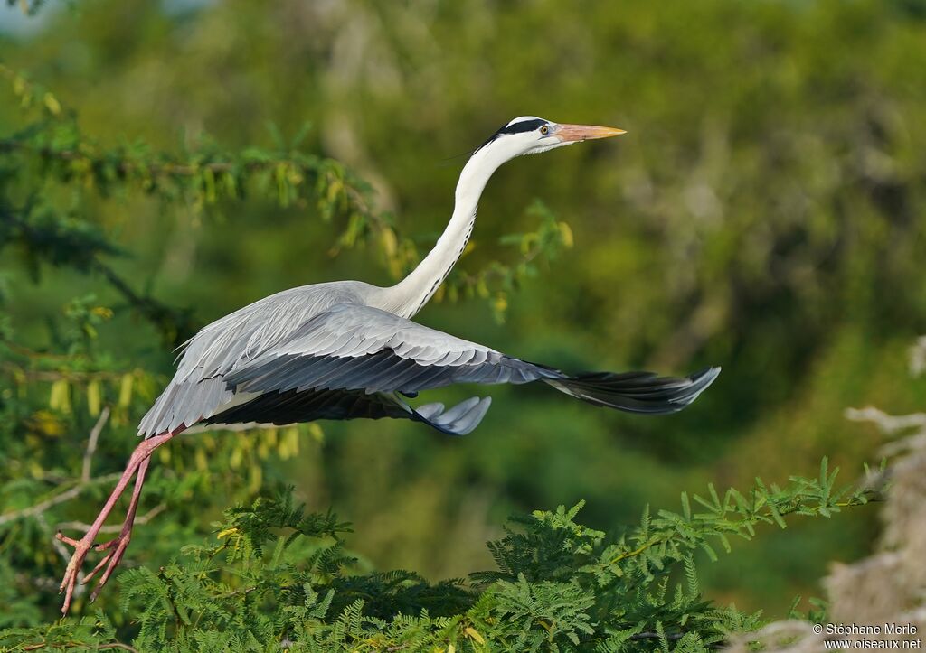 Grey Heron