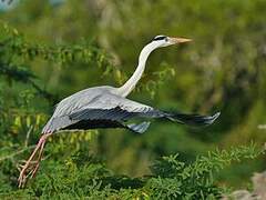 Grey Heron