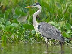 Cocoi Heron