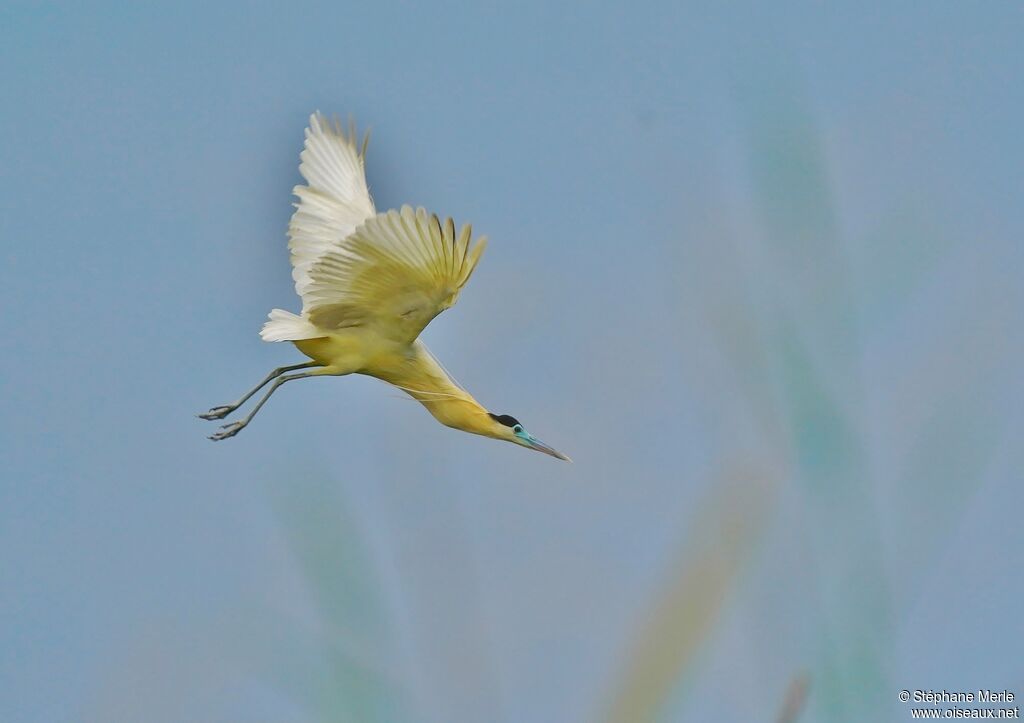 Capped Heronadult