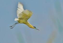 Capped Heron