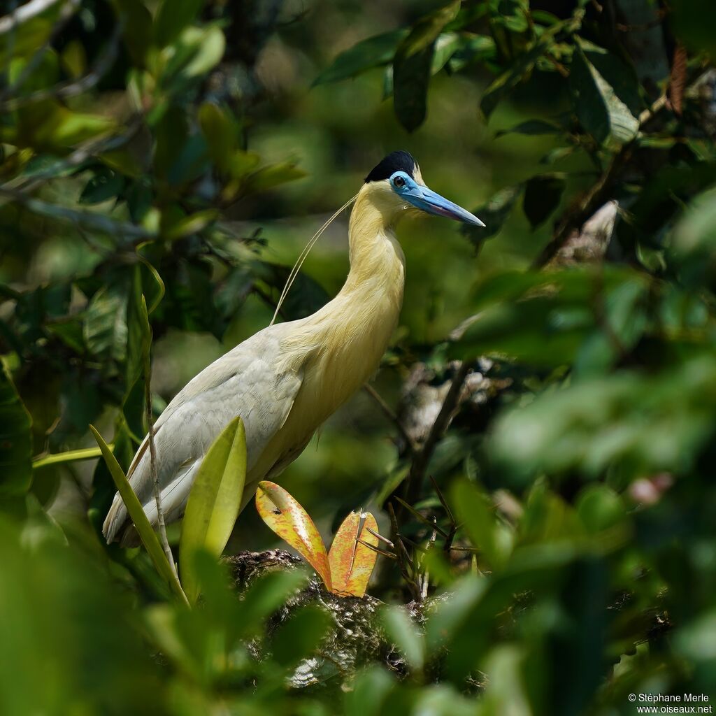 Capped Heronadult