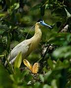 Capped Heron