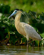 Capped Heron