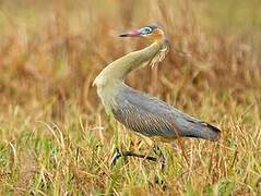 Whistling Heron
