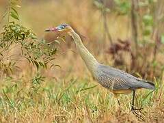 Whistling Heron