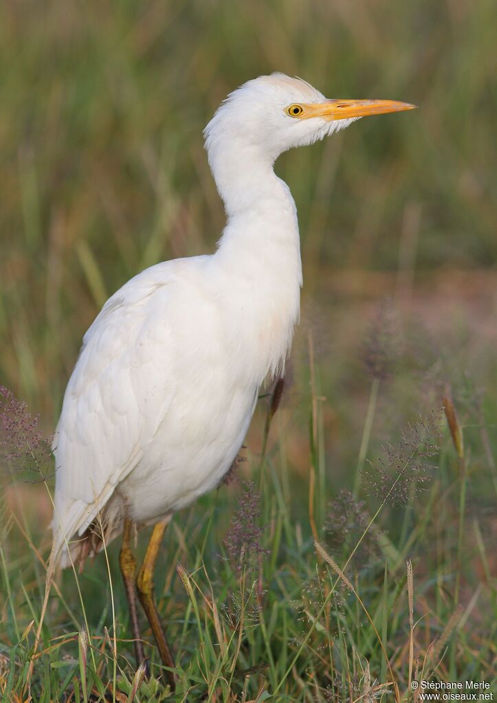 Western Cattle Egret