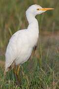 Western Cattle Egret