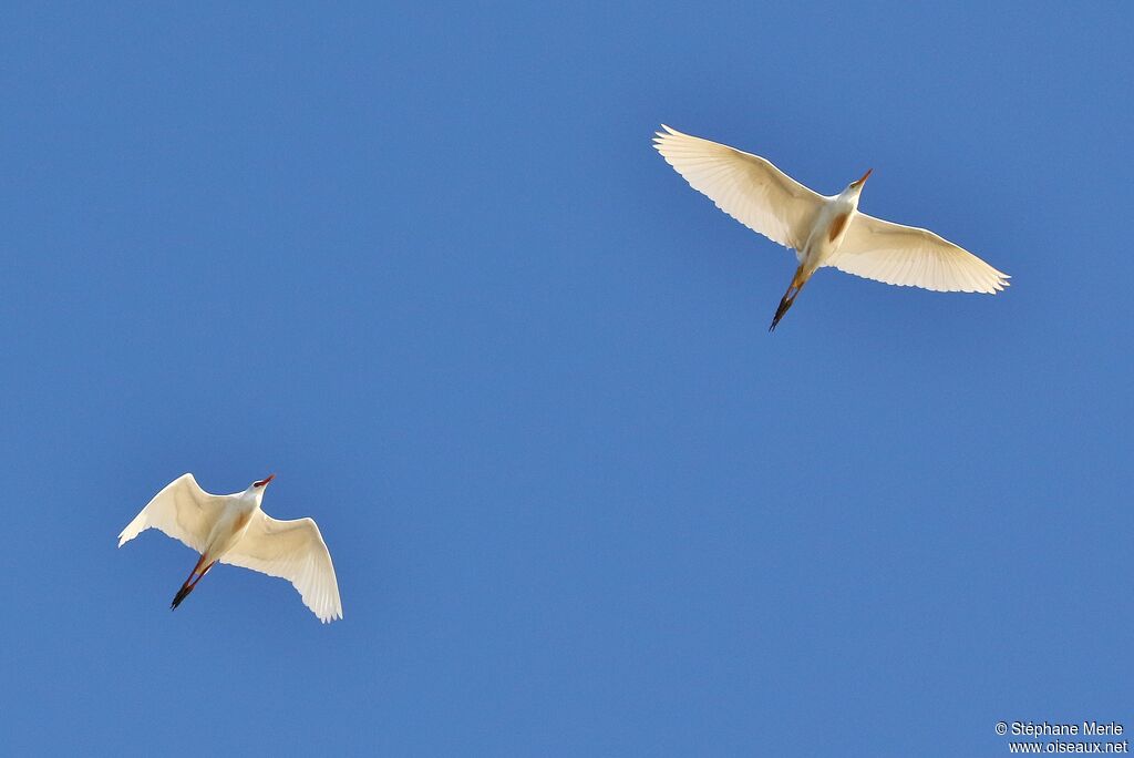 Western Cattle Egret