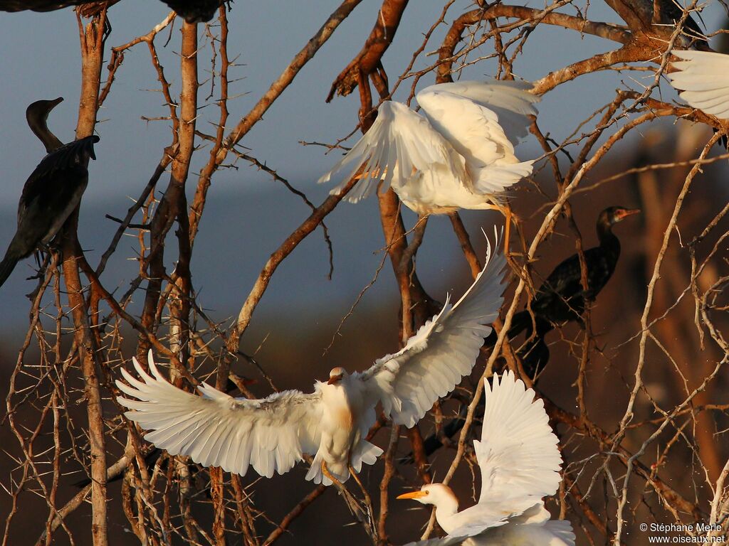 Western Cattle Egret