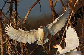 Western Cattle Egret