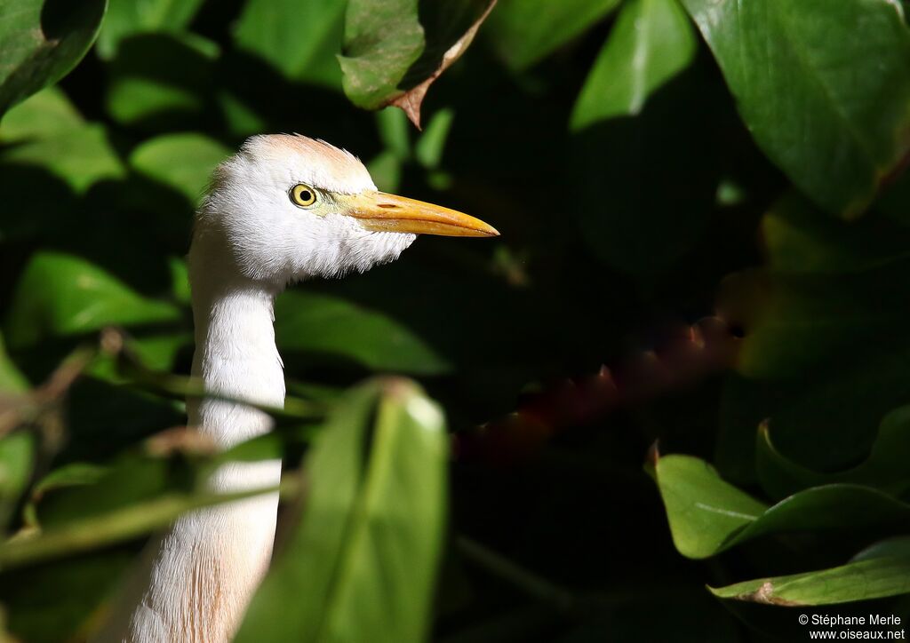 Western Cattle Egretadult