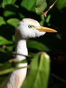 Western Cattle Egret