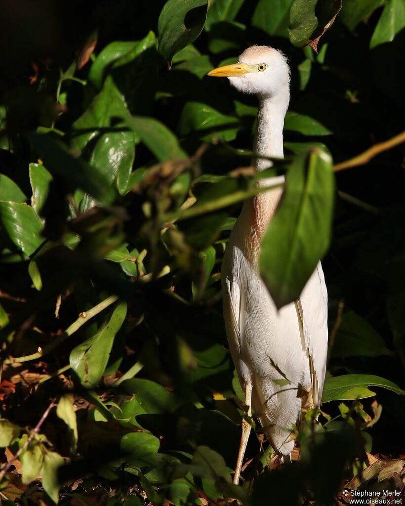 Western Cattle Egretadult