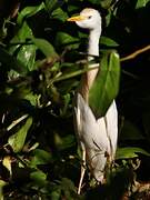 Western Cattle Egret