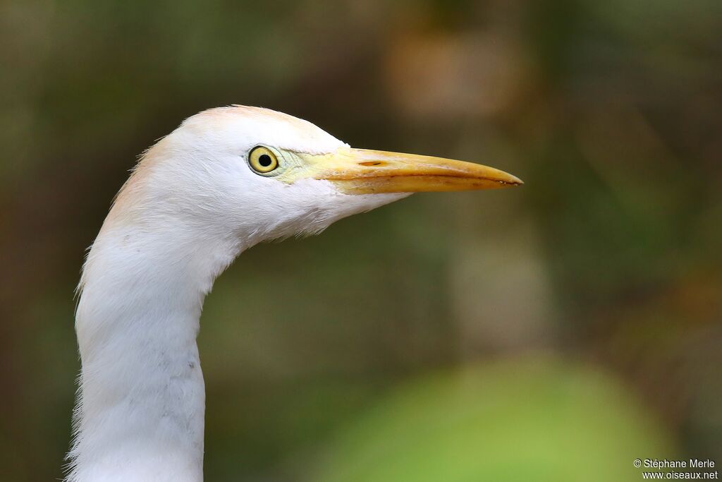 Western Cattle Egret