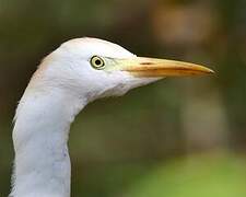 Western Cattle Egret