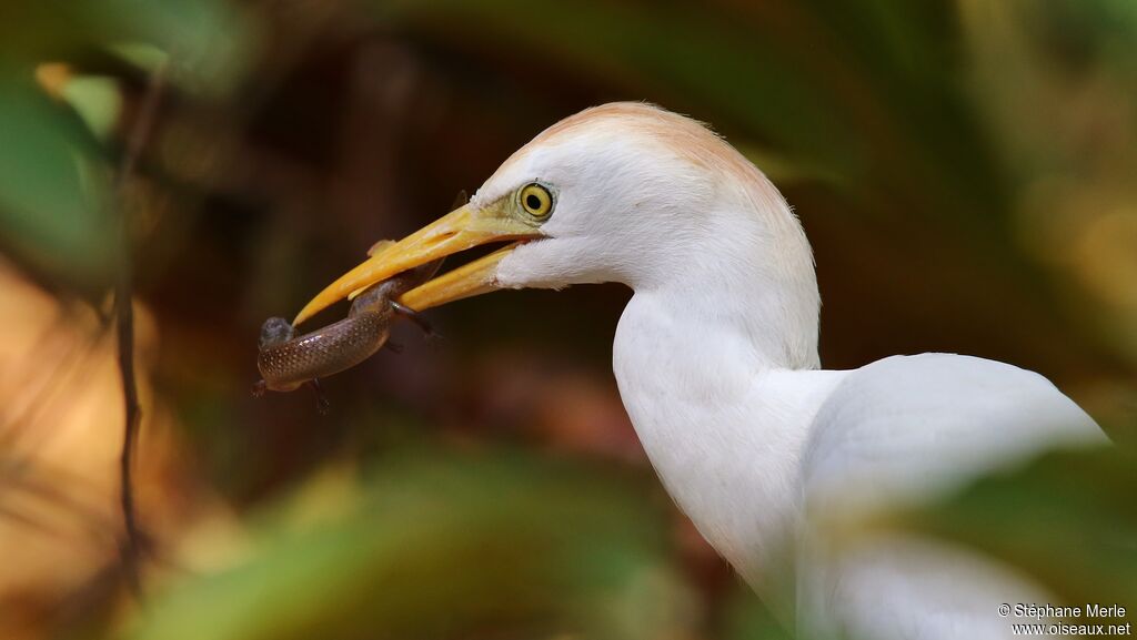 Western Cattle Egretadult