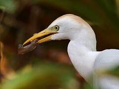 Western Cattle Egret