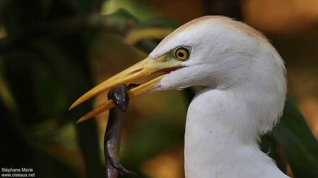 Western Cattle Egretadult, feeding habits