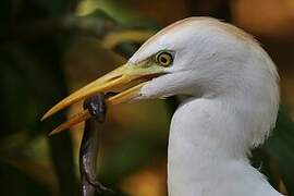 Western Cattle Egret