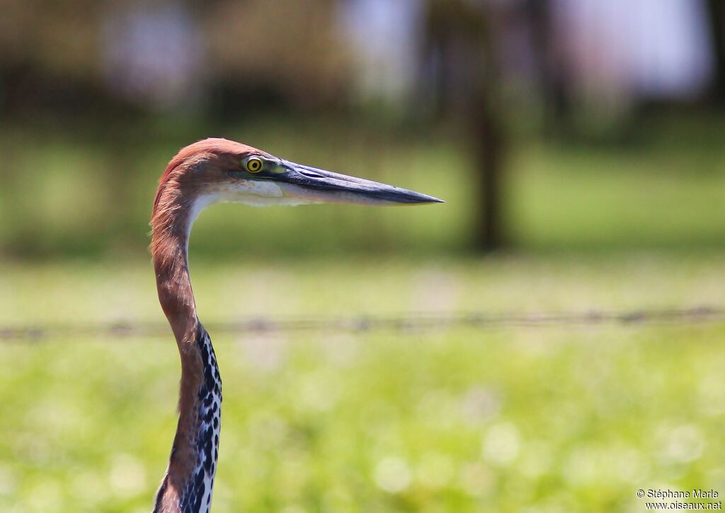 Goliath Heron