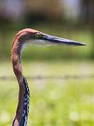 Goliath Heron