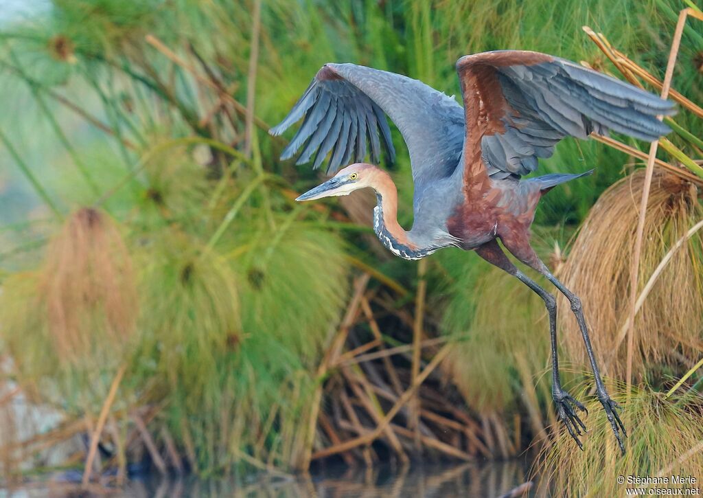 Goliath Heronadult