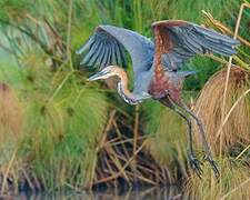 Goliath Heron