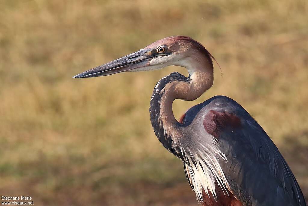 Goliath Heronadult, close-up portrait