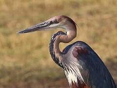 Goliath Heron