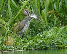 Goliath Heron