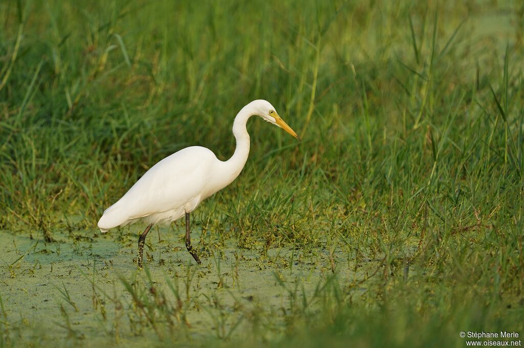 Intermediate Egretadult