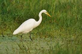 Medium Egret