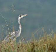 Black-headed Heron