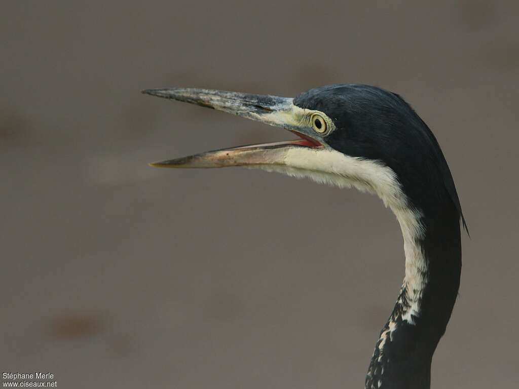 Black-headed Heronadult, close-up portrait